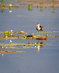 Irediparra gallinacea
