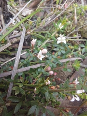 Cyanothamnus nanus