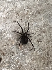 Steatoda capensis