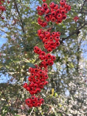 Pyracantha coccinea