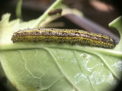 Pierinae