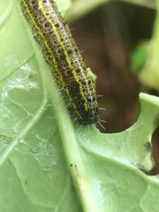 Pierinae