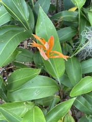 Heliconia psittacorum
