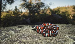 Lampropeltis multifasciata