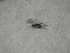 Gryllus texensis
