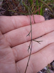 Platysace heterophylla