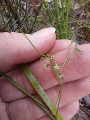 Platysace heterophylla
