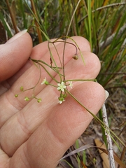 Platysace heterophylla