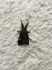 Dasychira meridionalis