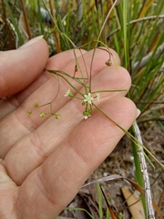 Platysace heterophylla