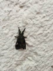 Dasychira meridionalis