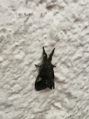 Dasychira meridionalis