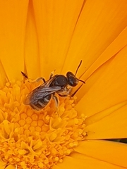 Chilalictus