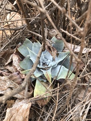 Dudleya pulverulenta