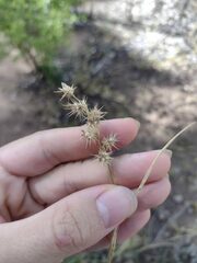 Cenchrus spinifex
