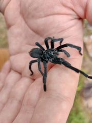 Aphonopelma madera