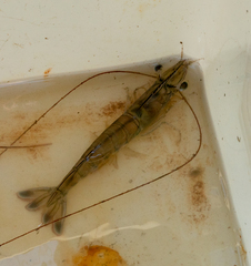 Penaeus aztecus