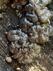 Myxarium nucleatum