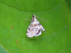 Petrophila canadensis