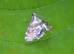 Petrophila canadensis