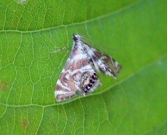 Petrophila canadensis