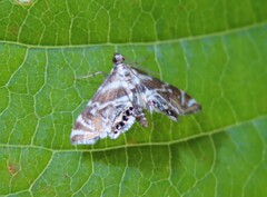 Petrophila canadensis