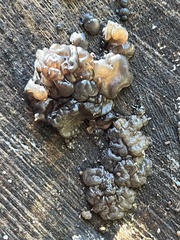 Myxarium nucleatum