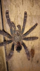 Avicularia rufa