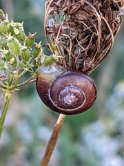 Cepaea nemoralis