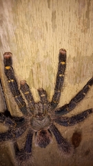Avicularia rufa