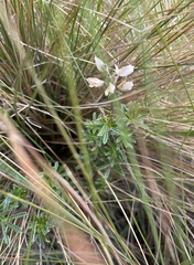 Lupinus