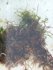 Botrylloides diegensis