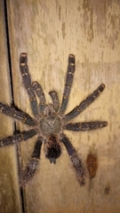 Avicularia rufa