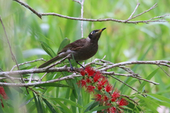 Bolemoreus frenatus