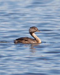 Poliocephalus poliocephalus