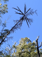 Parsonsia