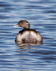 Poliocephalus poliocephalus