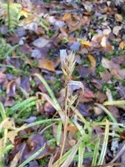 Carex folliculata