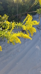 Solidago mexicana