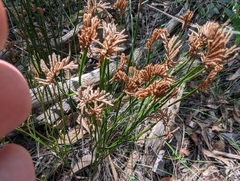 Schizaea bifida