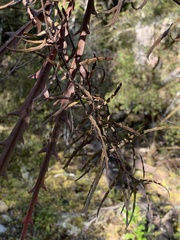 Parsonsia