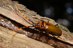 Retrachydes thoracicus