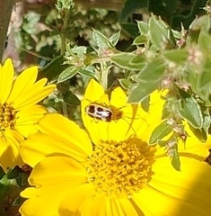 Paranapiacaba tricincta