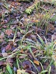 Carex folliculata