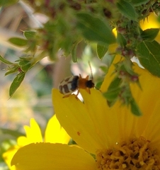 Paranapiacaba tricincta