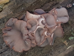 Ascocoryne cylichnium