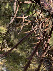 Parsonsia