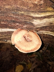 Lentinus substrictus