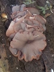 Ascocoryne cylichnium