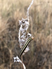 Trichordestra legitima